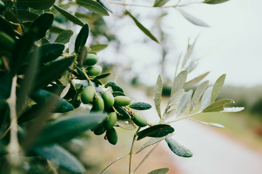 Olives on a branch